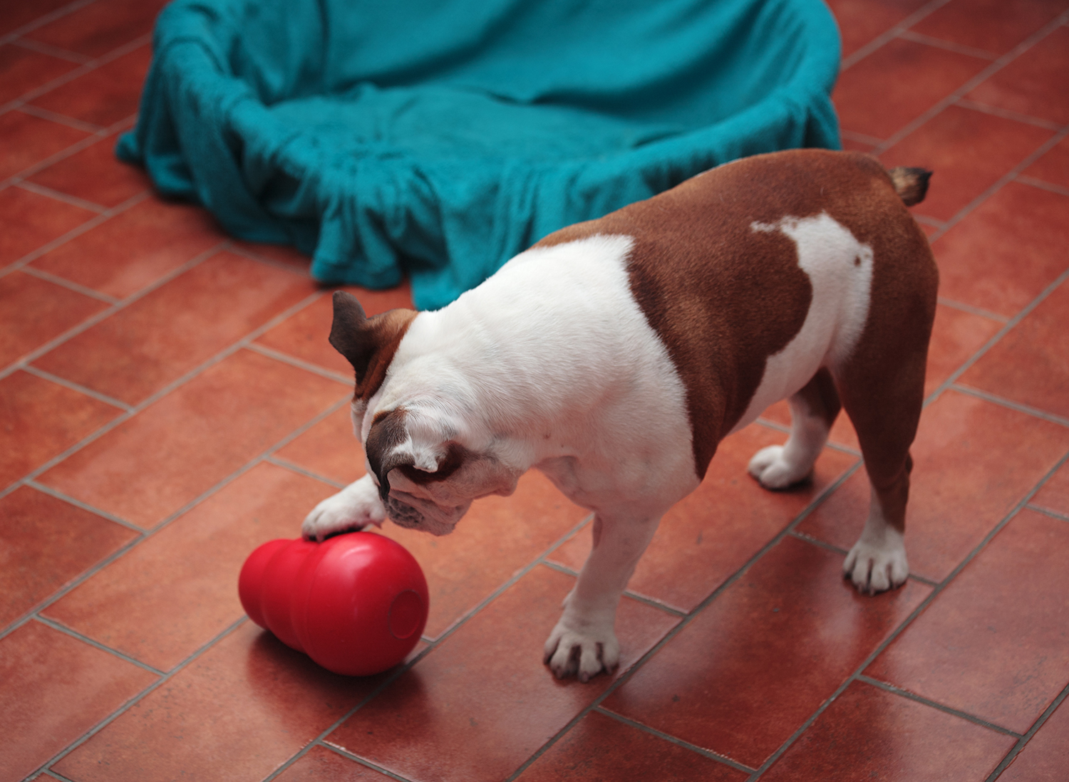 dog chews everything at home