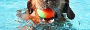 Ten Tips to Keep Pets Cool This Summer